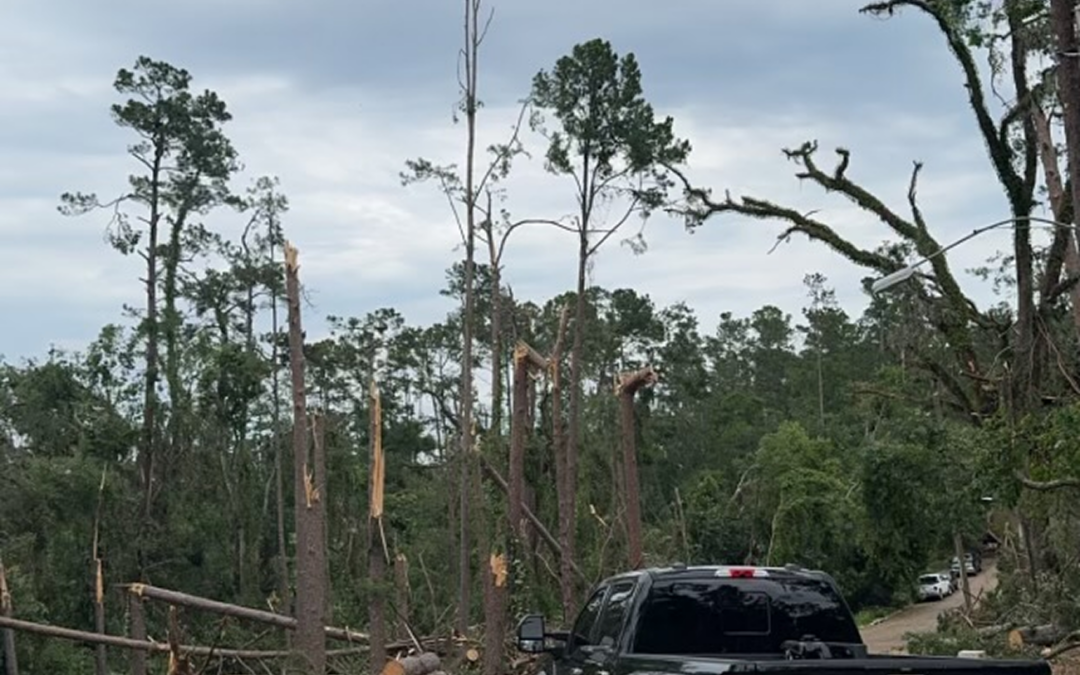 Why Tree Services Are Important